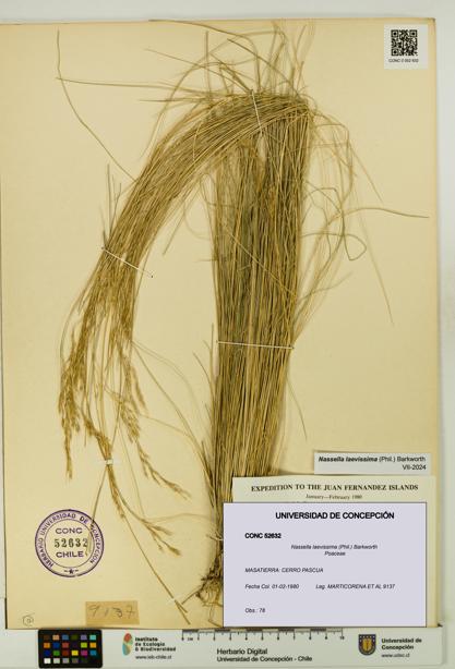 Nassella laevissima [Espécimen: UDEC:CONC:0052632]