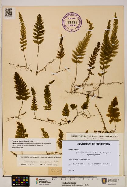 Hymenophyllum ferrugineum subsp. ferrugineum [Espécimen: UDEC:CONC:0052635]
