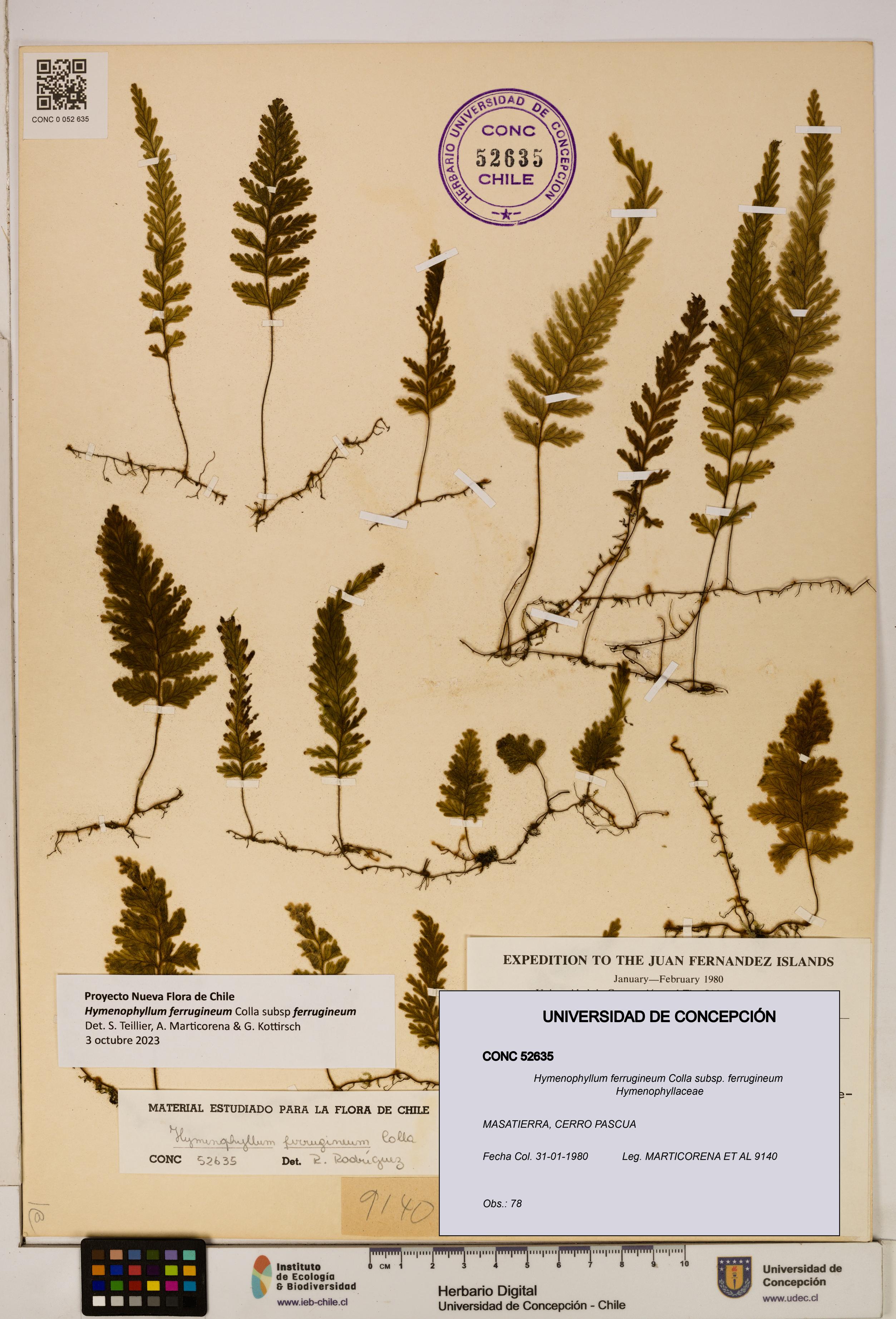 Hymenophyllum ferrugineum subsp. ferrugineum [Espécimen: UDEC:CONC:0052635]