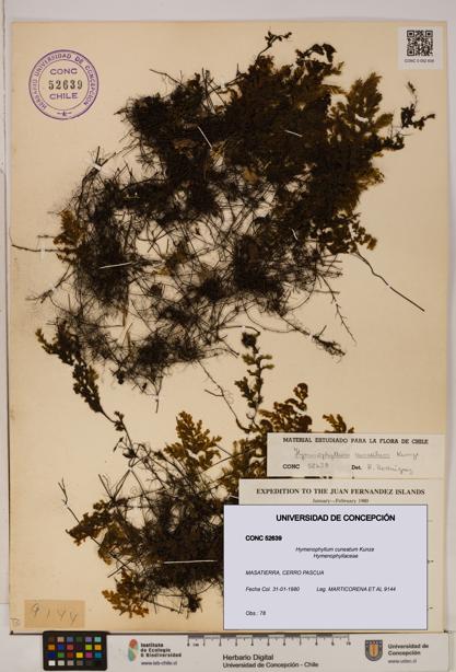 Hymenophyllum cuneatum [Espécimen: UDEC:CONC:0052639]