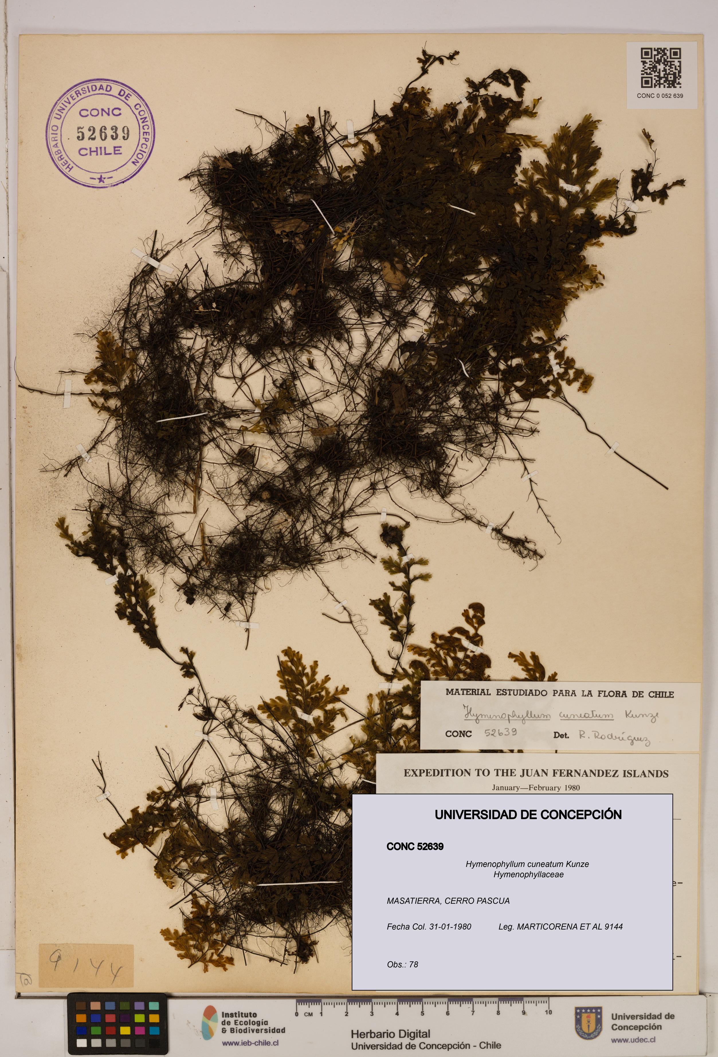 Hymenophyllum cuneatum [Espécimen: UDEC:CONC:0052639]