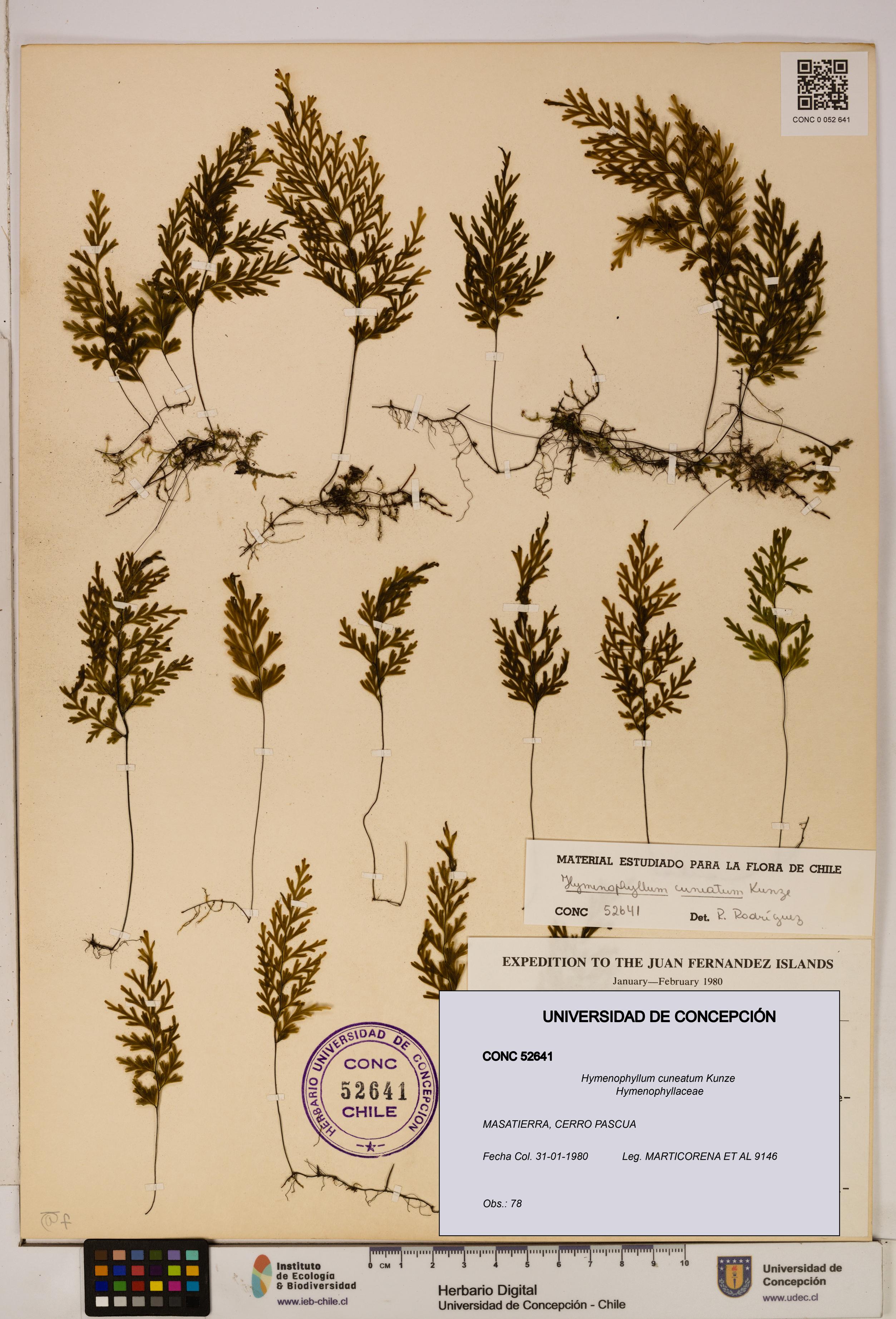 Hymenophyllum cuneatum [Espécimen: UDEC:CONC:0052641]