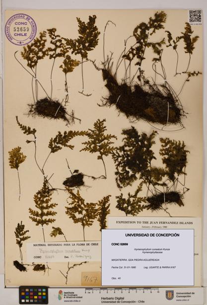 Hymenophyllum cuneatum [Espécimen: UDEC:CONC:0052659]