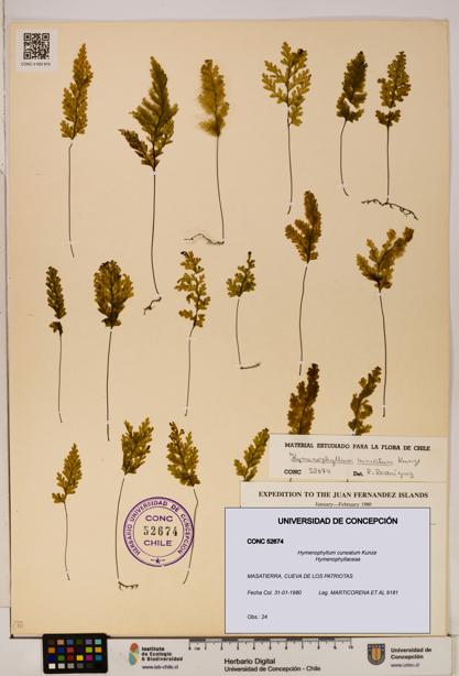 Hymenophyllum cuneatum [Espécimen: UDEC:CONC:0052674]