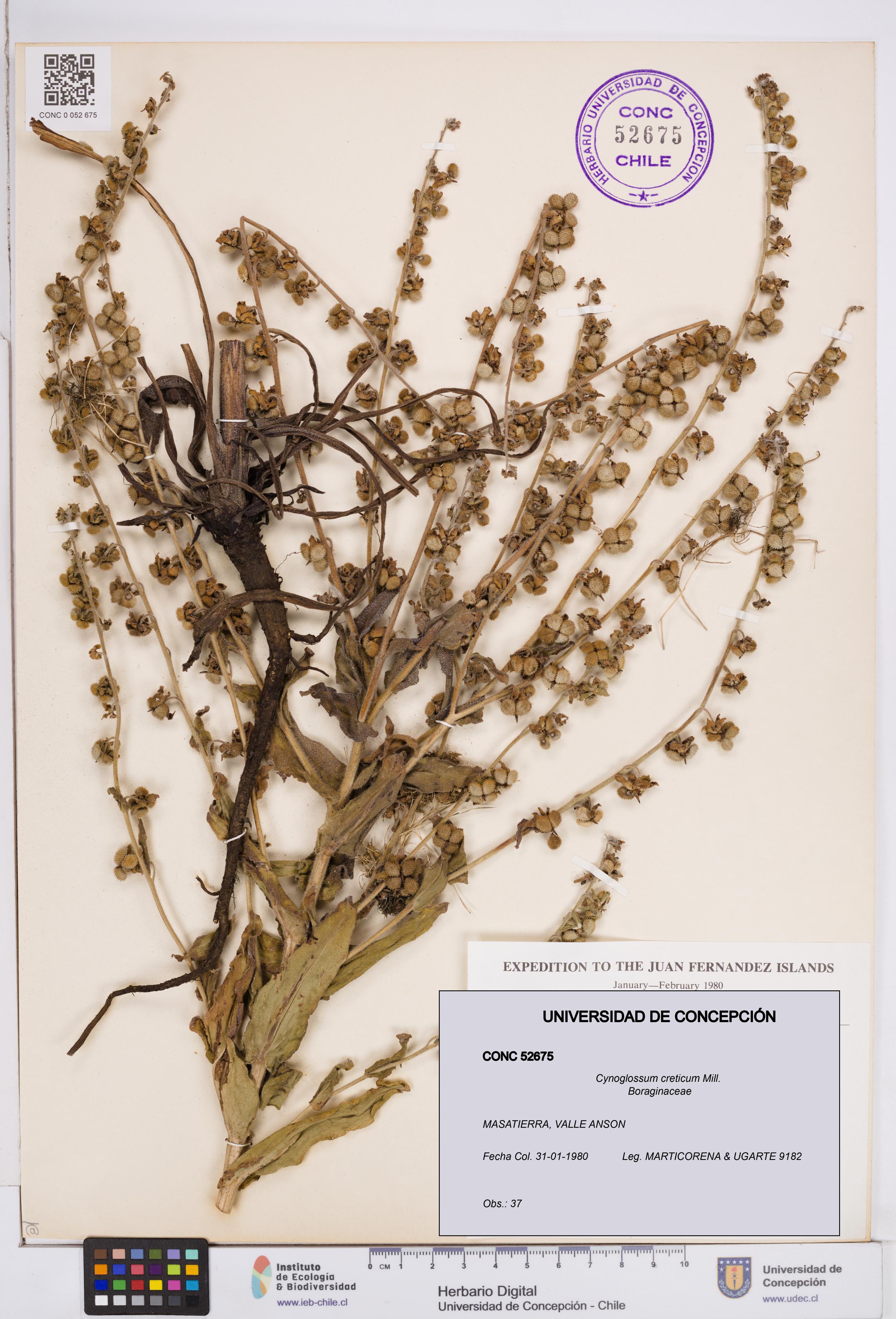 Cynoglossum creticum [Espécimen: ]