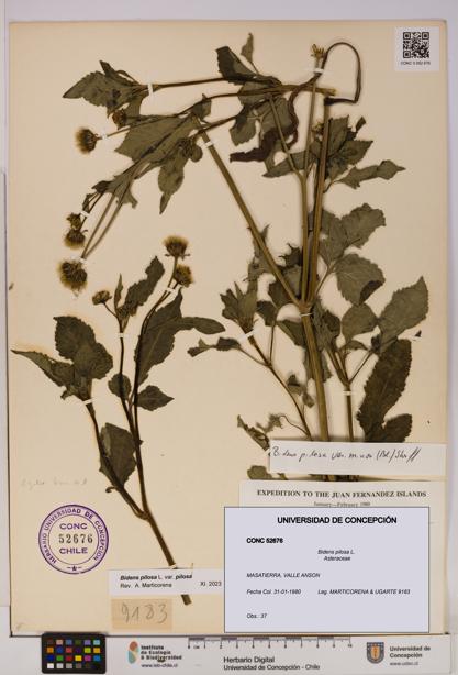 Bidens pilosa [Espécimen: UDEC:CONC:0052676]