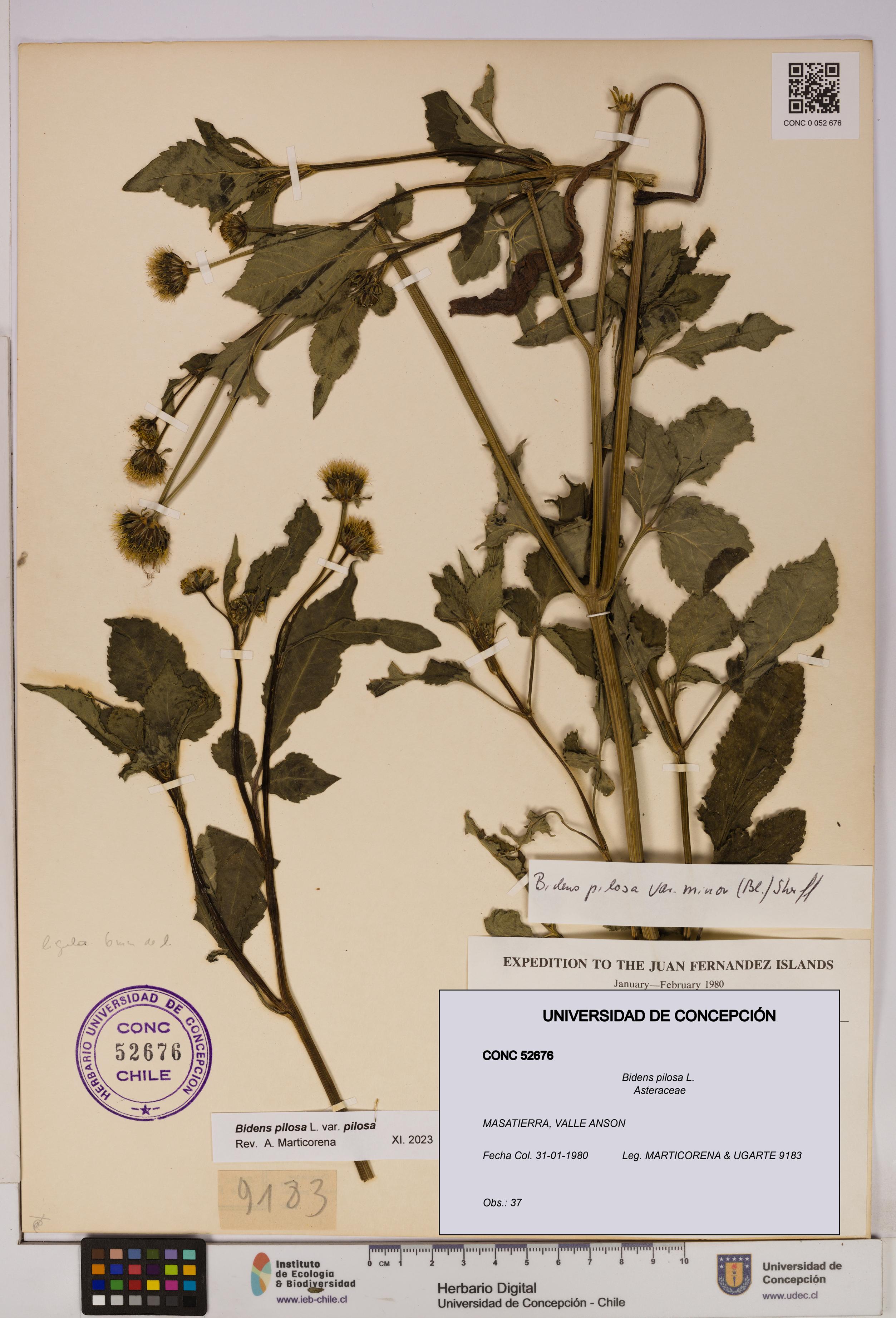 Bidens pilosa [Espécimen: UDEC:CONC:0052676]