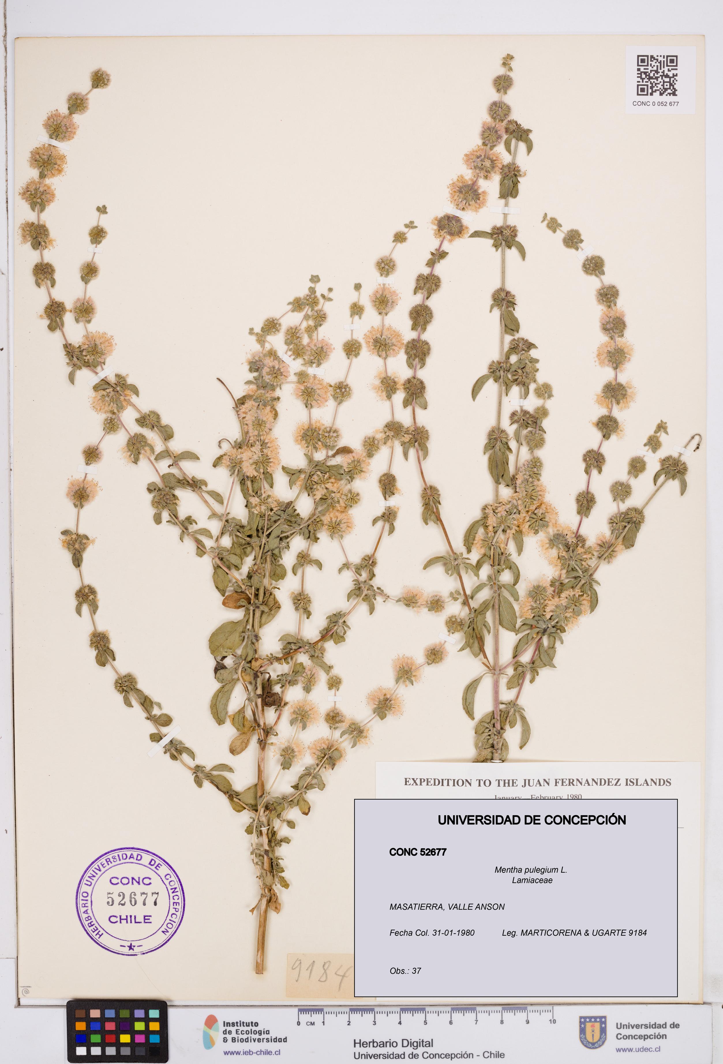 Mentha pulegium [Espécimen: ]