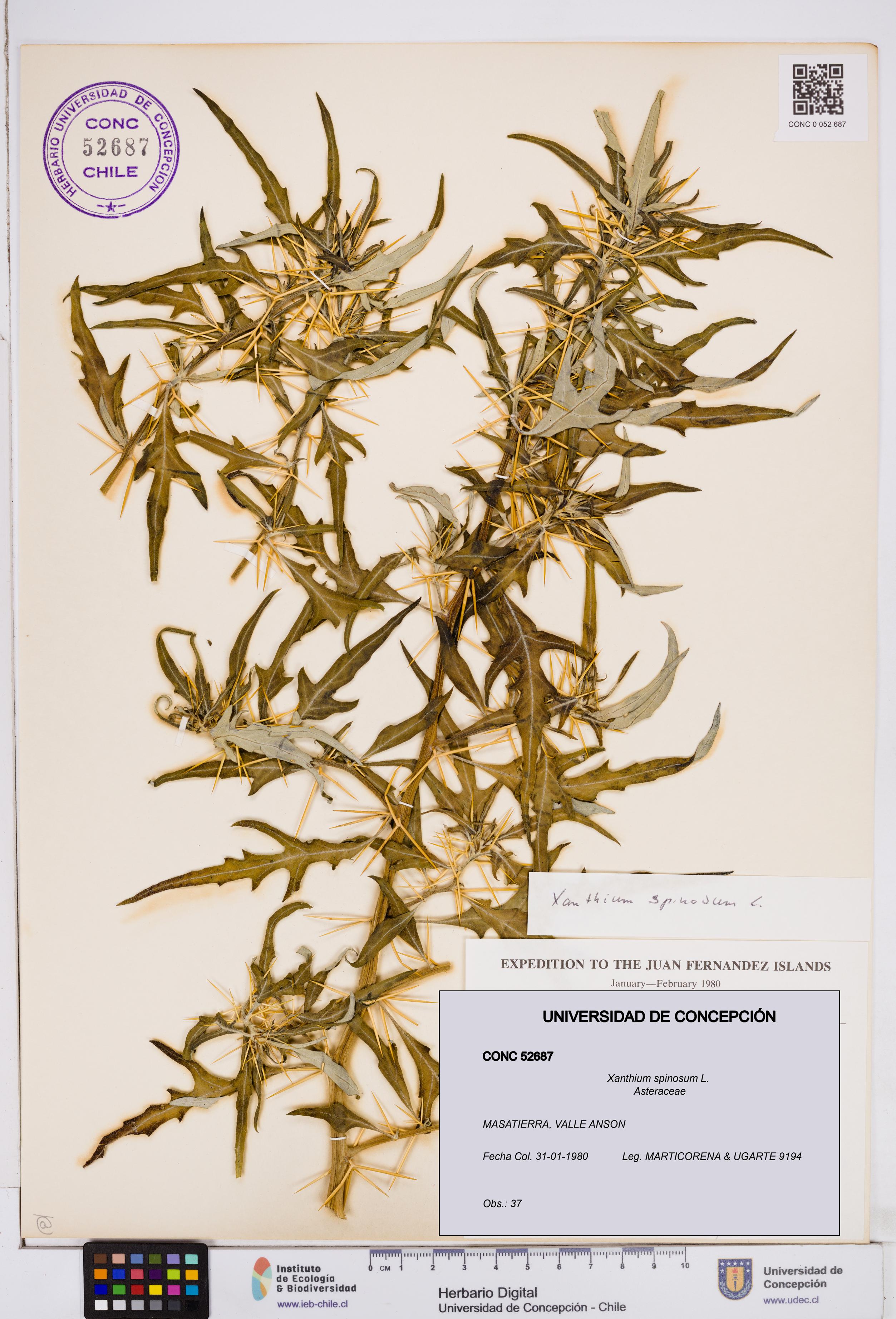 Xanthium spinosum [Espécimen: ]