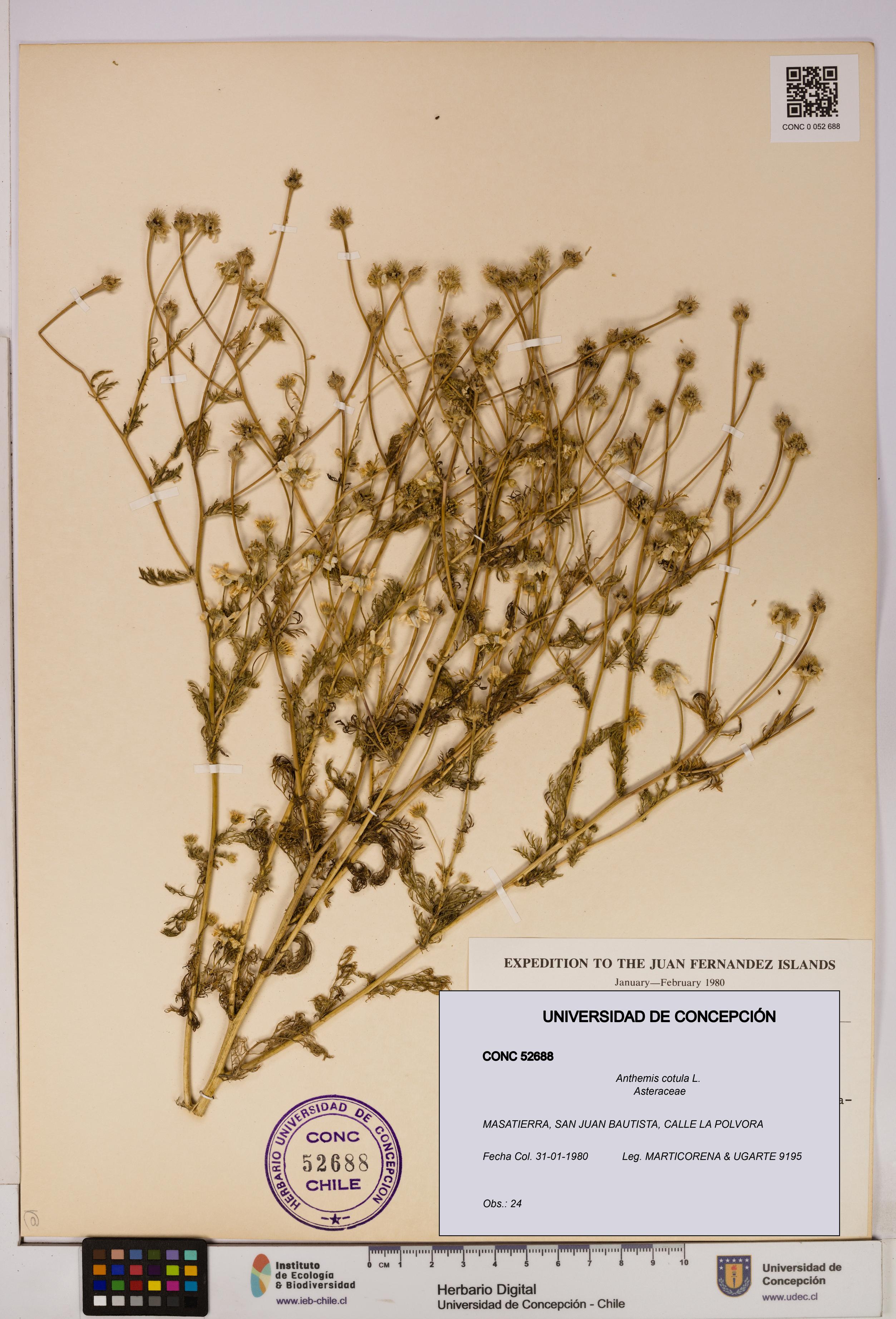 Anthemis cotula [Espécimen: UDEC:CONC:0052688]
