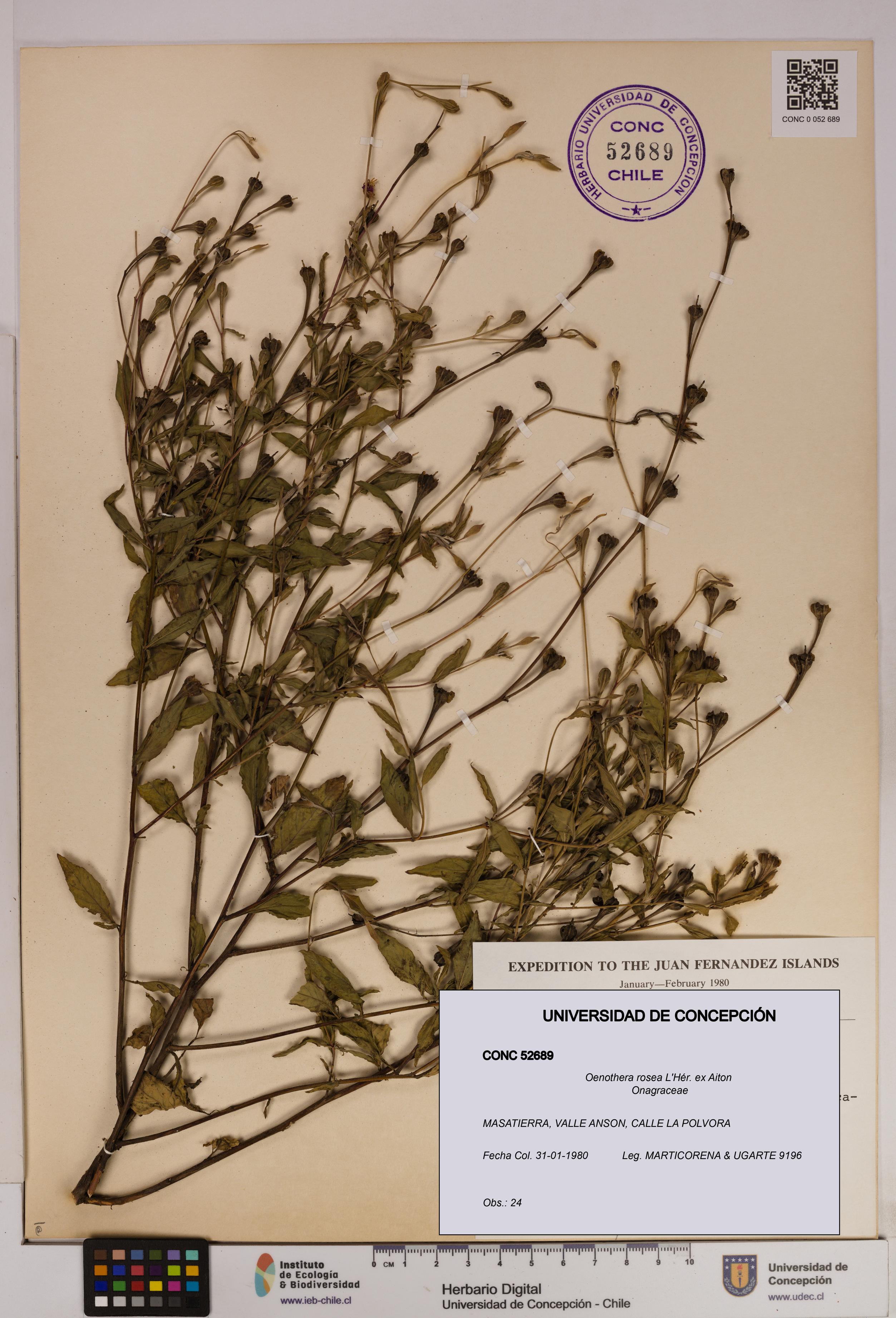 Oenothera rosea [Espécimen: UDEC:CONC:0052689]
