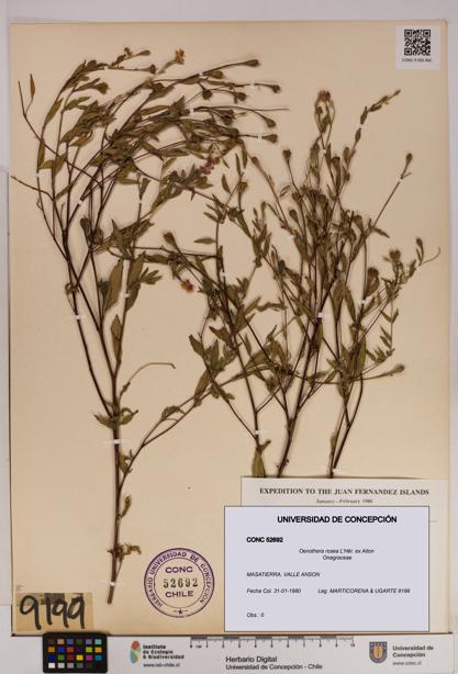 Oenothera rosea [Espécimen: UDEC:CONC:0052692]