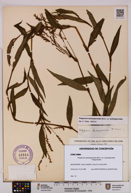 Polygonum hydropiperoides var. hydropiperoides [Espécimen: UDEC:CONC:0052694]