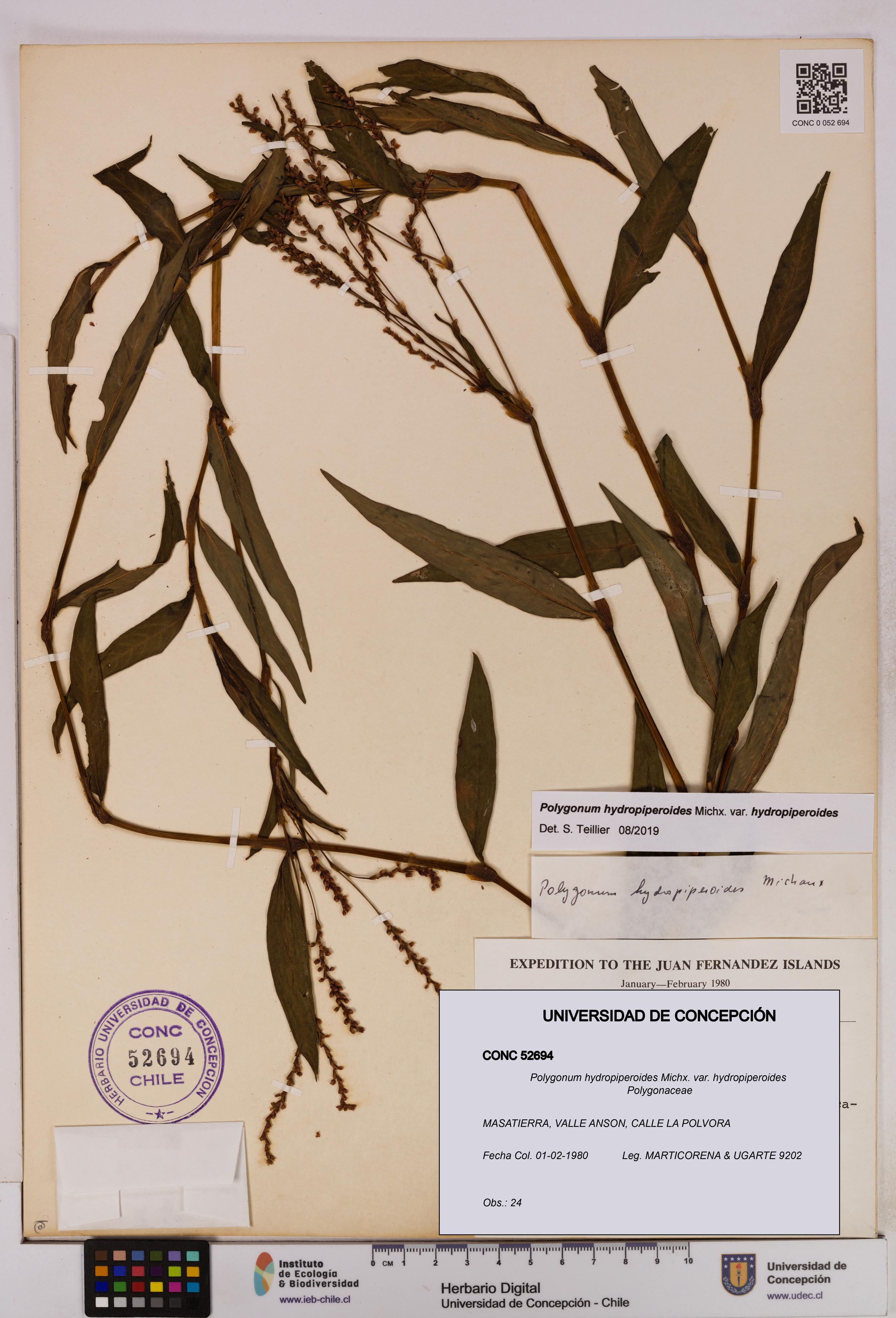 Polygonum hydropiperoides var. hydropiperoides [Espécimen: UDEC:CONC:0052694]