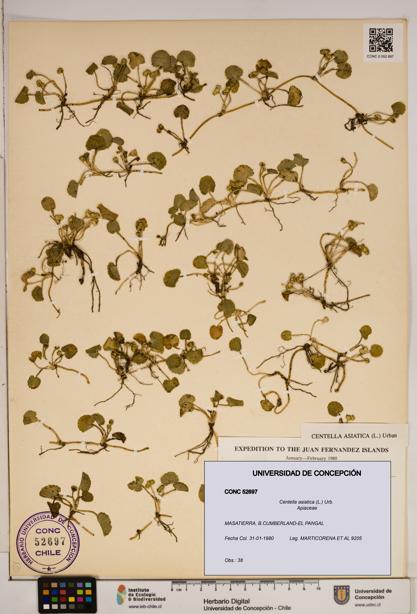Centella asiatica [Espécimen: ]