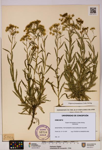 Erigeron fernandezius [Espécimen: UDEC:CONC:0052710]