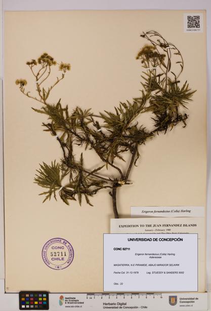 Erigeron fernandezius [Espécimen: UDEC:CONC:0052711]
