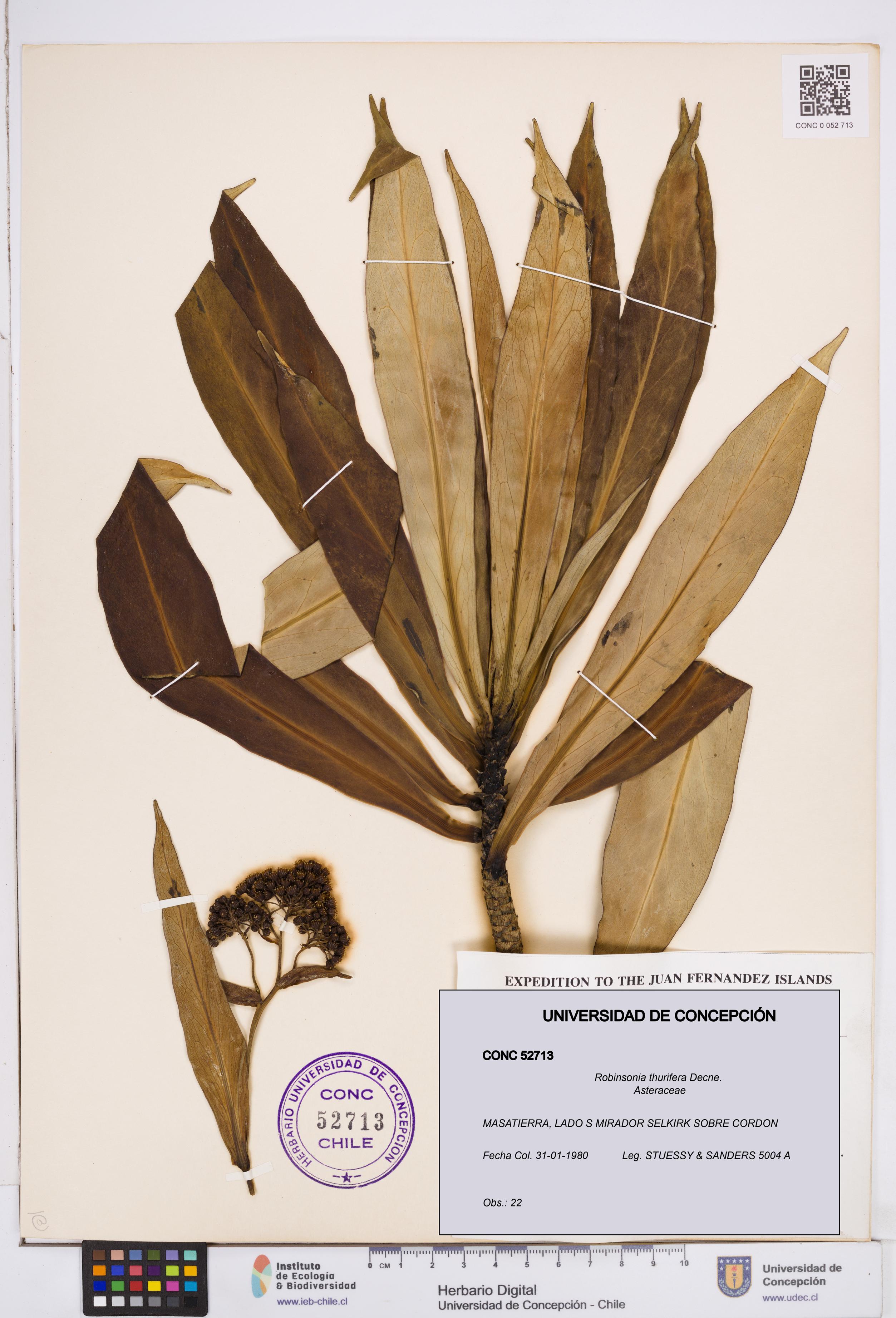 Robinsonia thurifera [Espécimen: ]