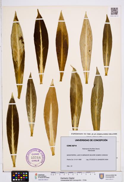 Robinsonia thurifera [Espécimen: ]
