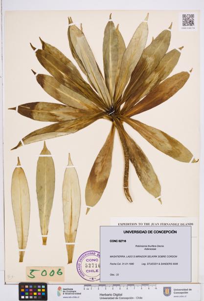 Robinsonia thurifera [Espécimen: ]