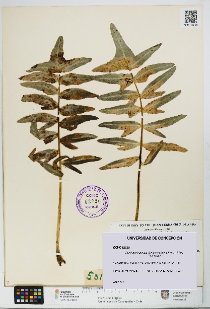 Dendroseris pinnata [Espécimen: UDEC:CONC:0052720]