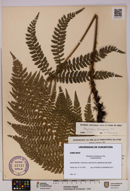 Polystichum tetragonum [Espécimen: UDEC:CONC:0052727]