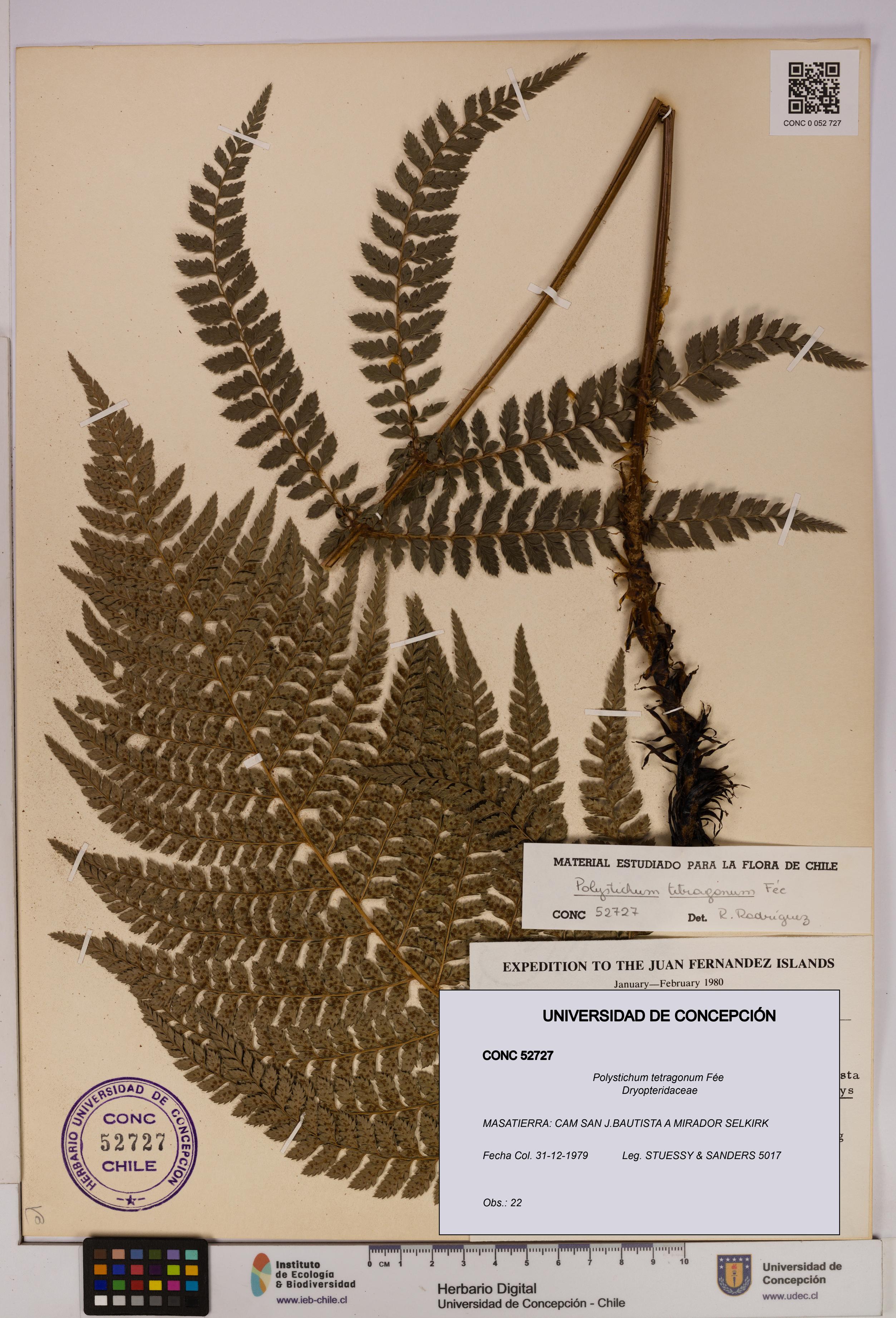 Polystichum tetragonum [Espécimen: UDEC:CONC:0052727]
