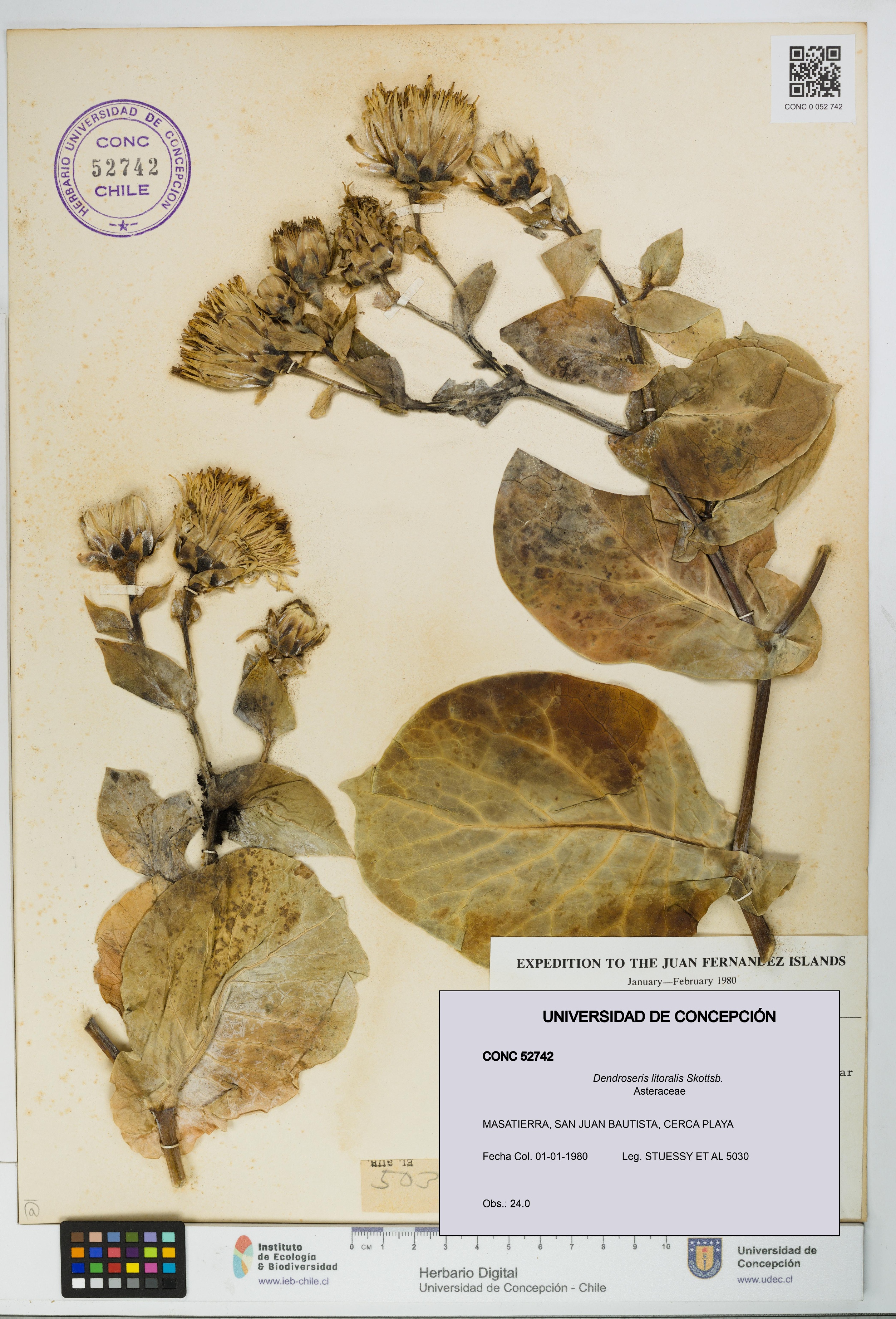 Dendroseris litoralis [Espécimen: UDEC:CONC:0052742]