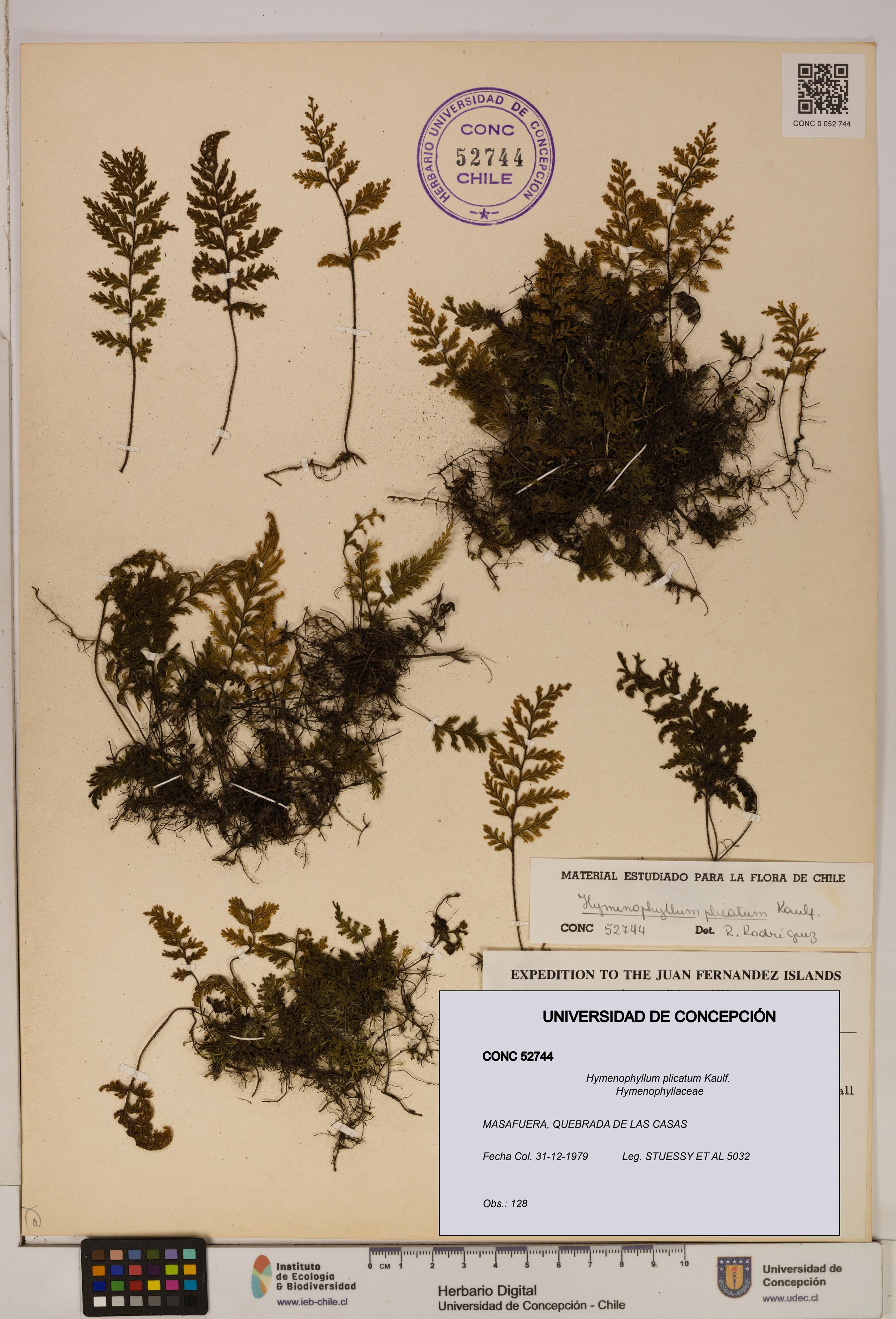 Hymenophyllum plicatum [Espécimen: ]