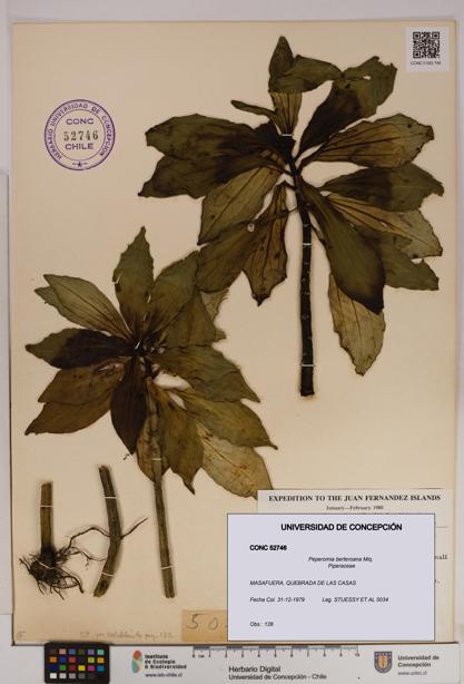 Peperomia berteroana [Espécimen: UDEC:CONC:0052746]