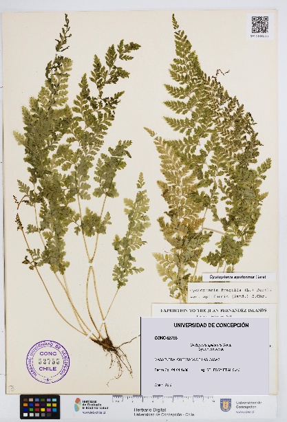 Cystopteris apiiformis [Espécimen: UDEC:CONC:0052755]