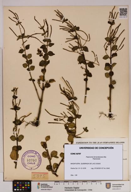 Peperomia fernandeziana [Espécimen: UDEC:CONC:0052757]