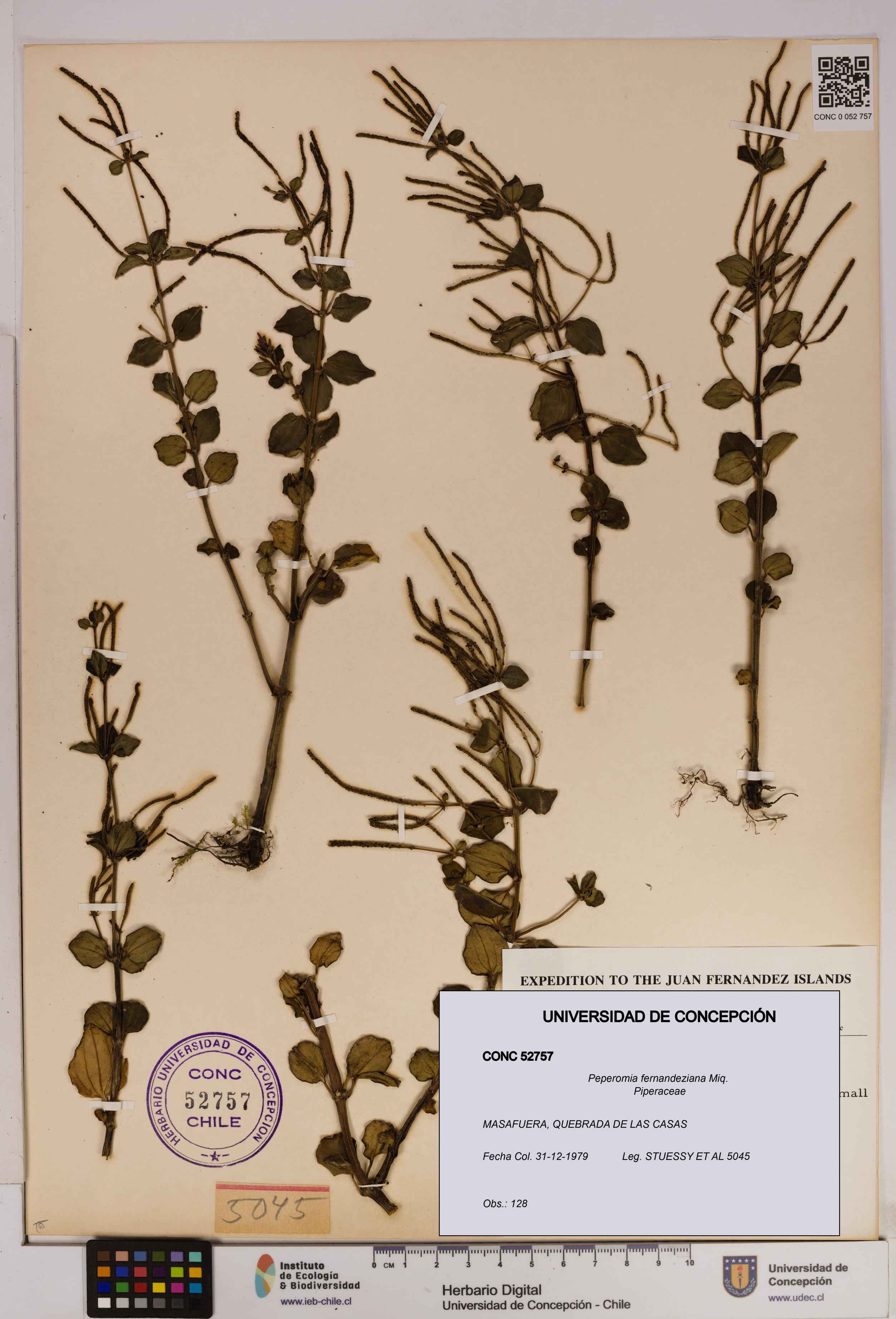 Peperomia fernandeziana [Espécimen: UDEC:CONC:0052757]