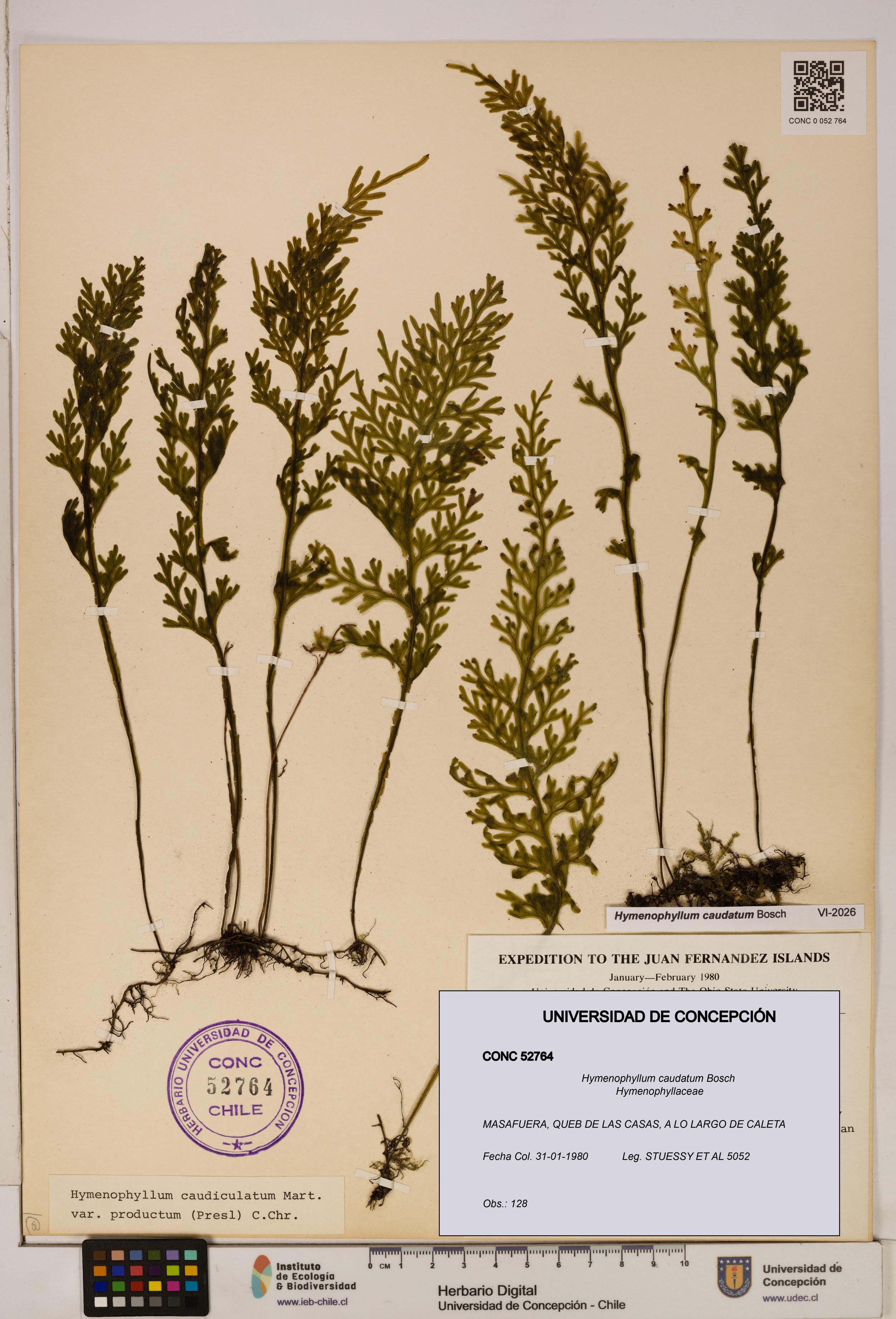 Hymenophyllum caudatum [Espécimen: UDEC:CONC:0052764]