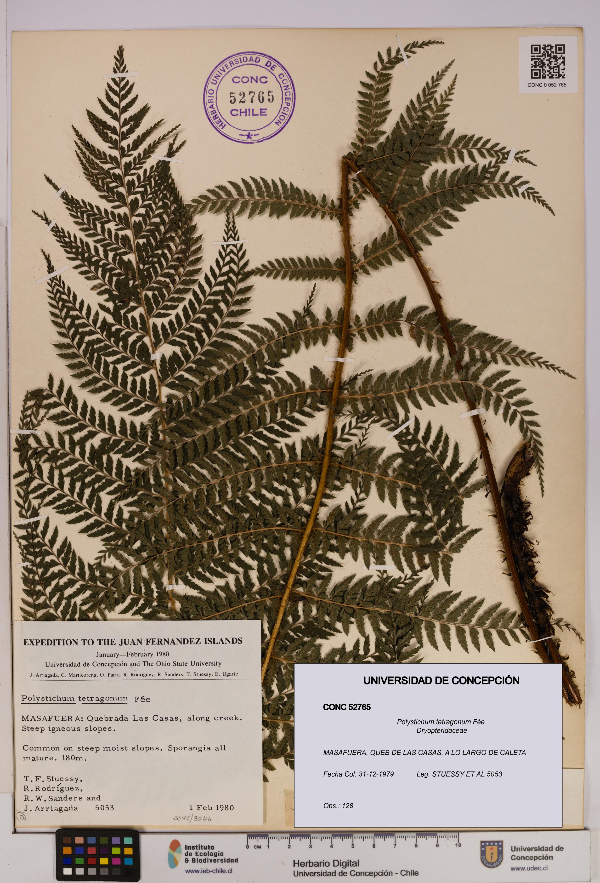 Polystichum tetragonum [Espécimen: UDEC:CONC:0052765]