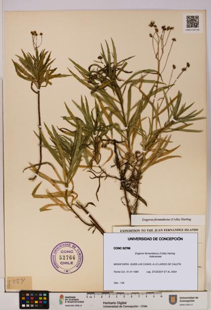 Erigeron fernandezius [Espécimen: UDEC:CONC:0052766]