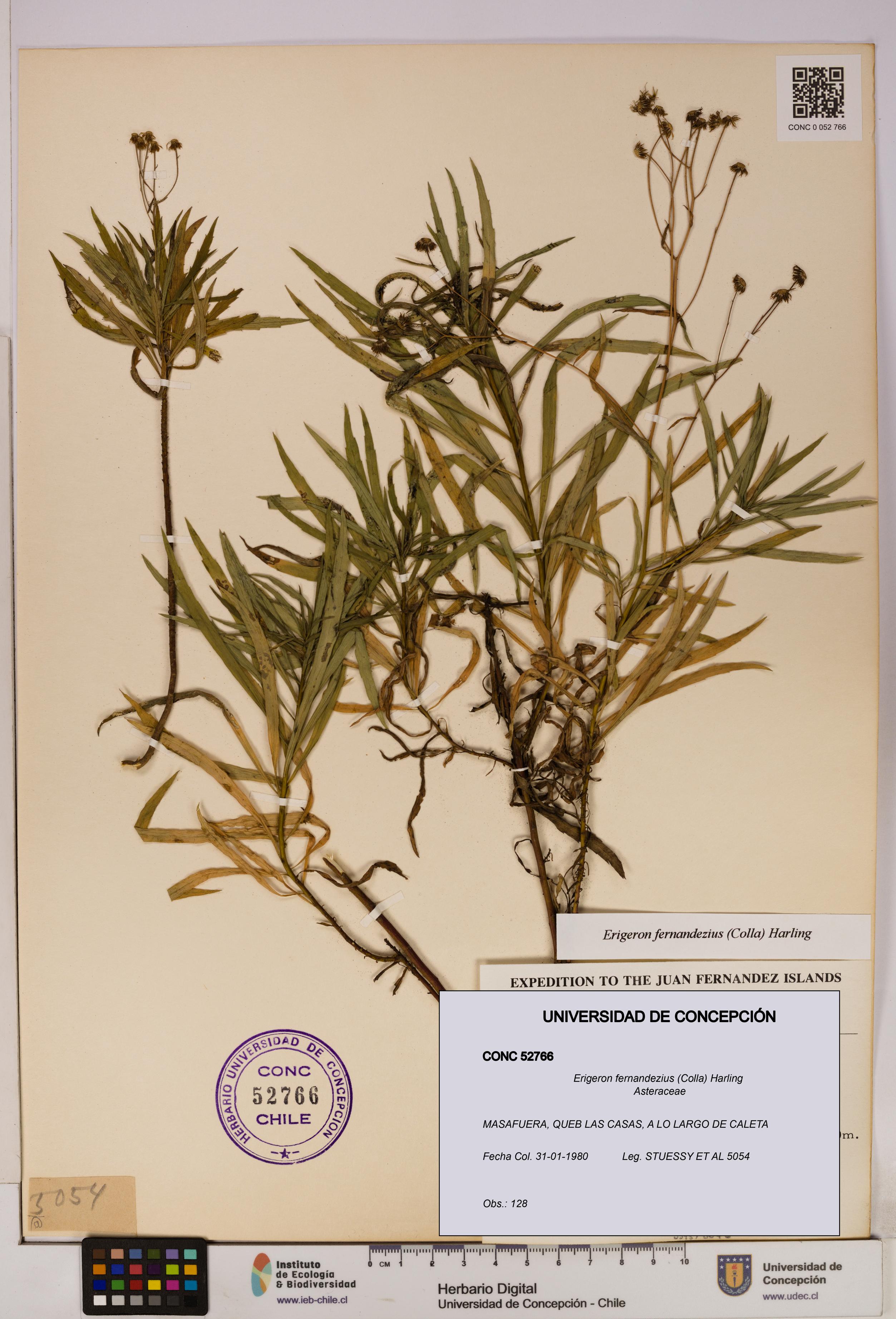 Erigeron fernandezius [Espécimen: UDEC:CONC:0052766]
