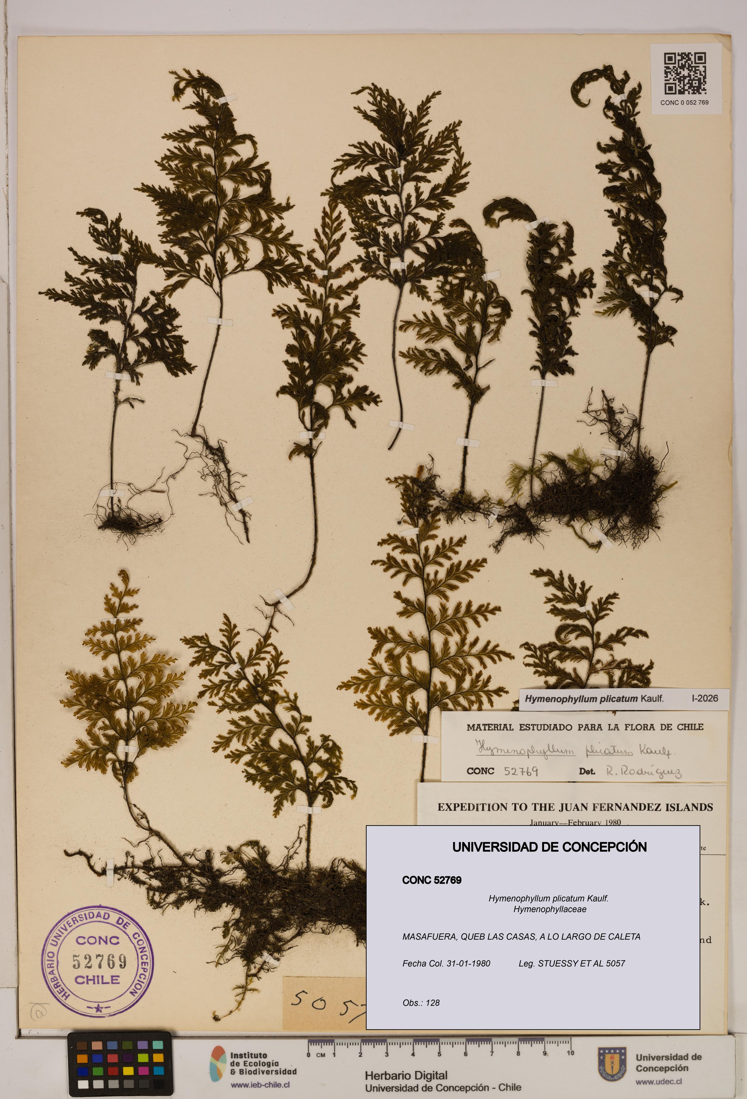 Hymenophyllum plicatum [Espécimen: ]