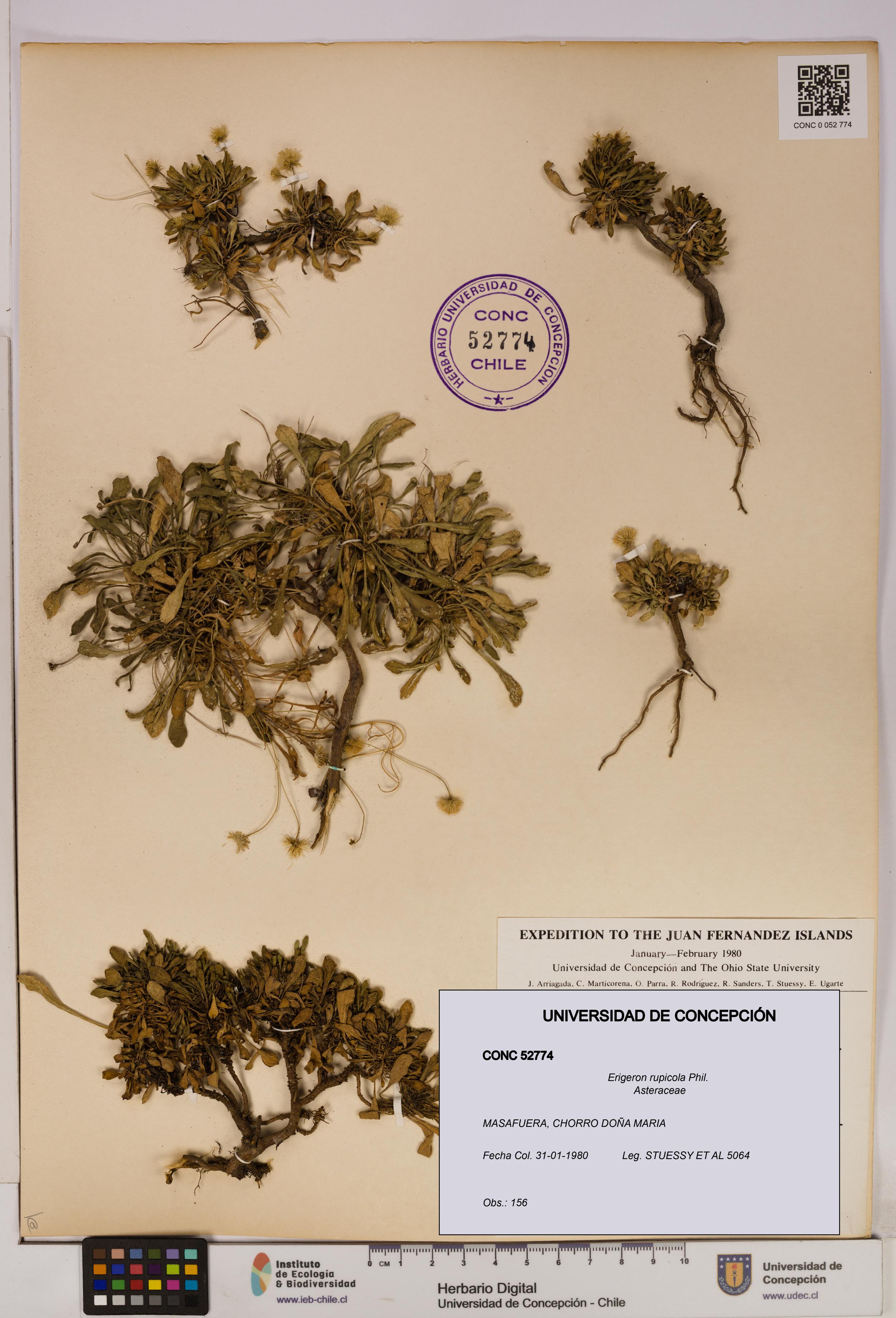 Erigeron rupicola [Espécimen: UDEC:CONC:0052774]