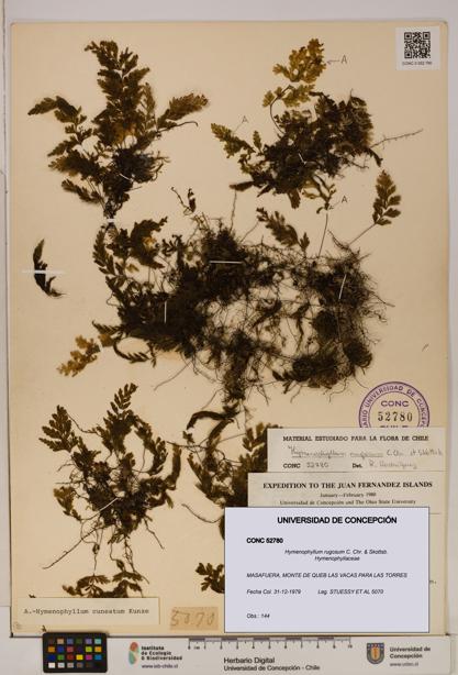 Hymenophyllum rugosum [Espécimen: ]