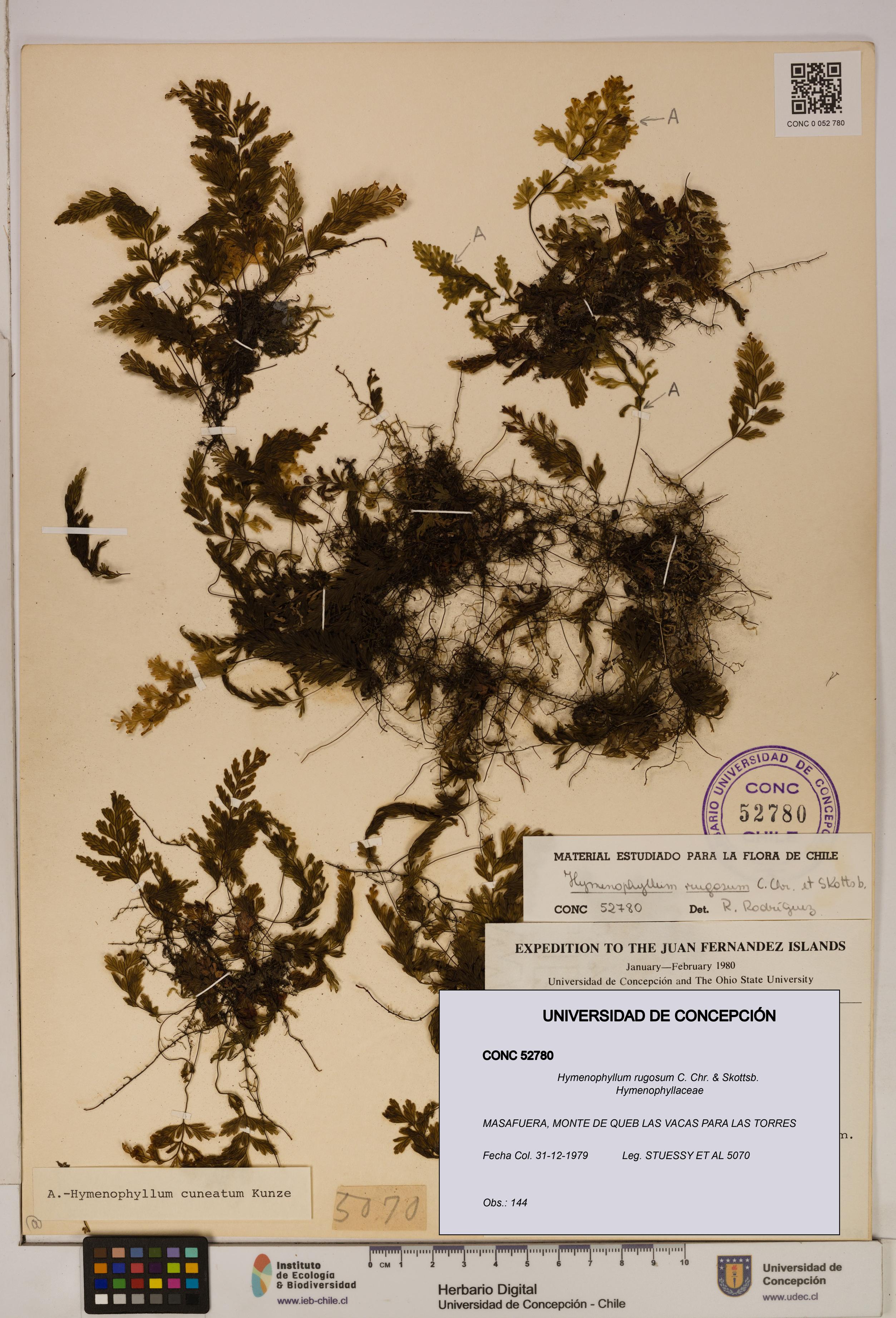 Hymenophyllum rugosum [Espécimen: ]