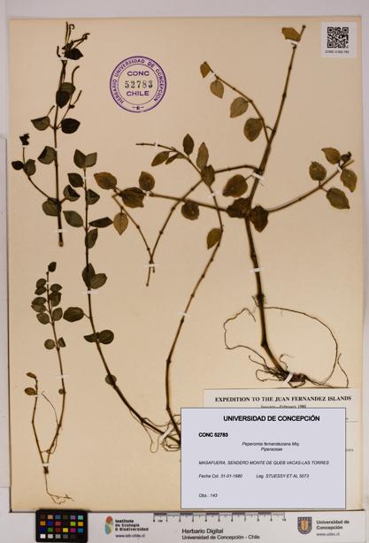 Peperomia fernandeziana [Espécimen: UDEC:CONC:0052783]