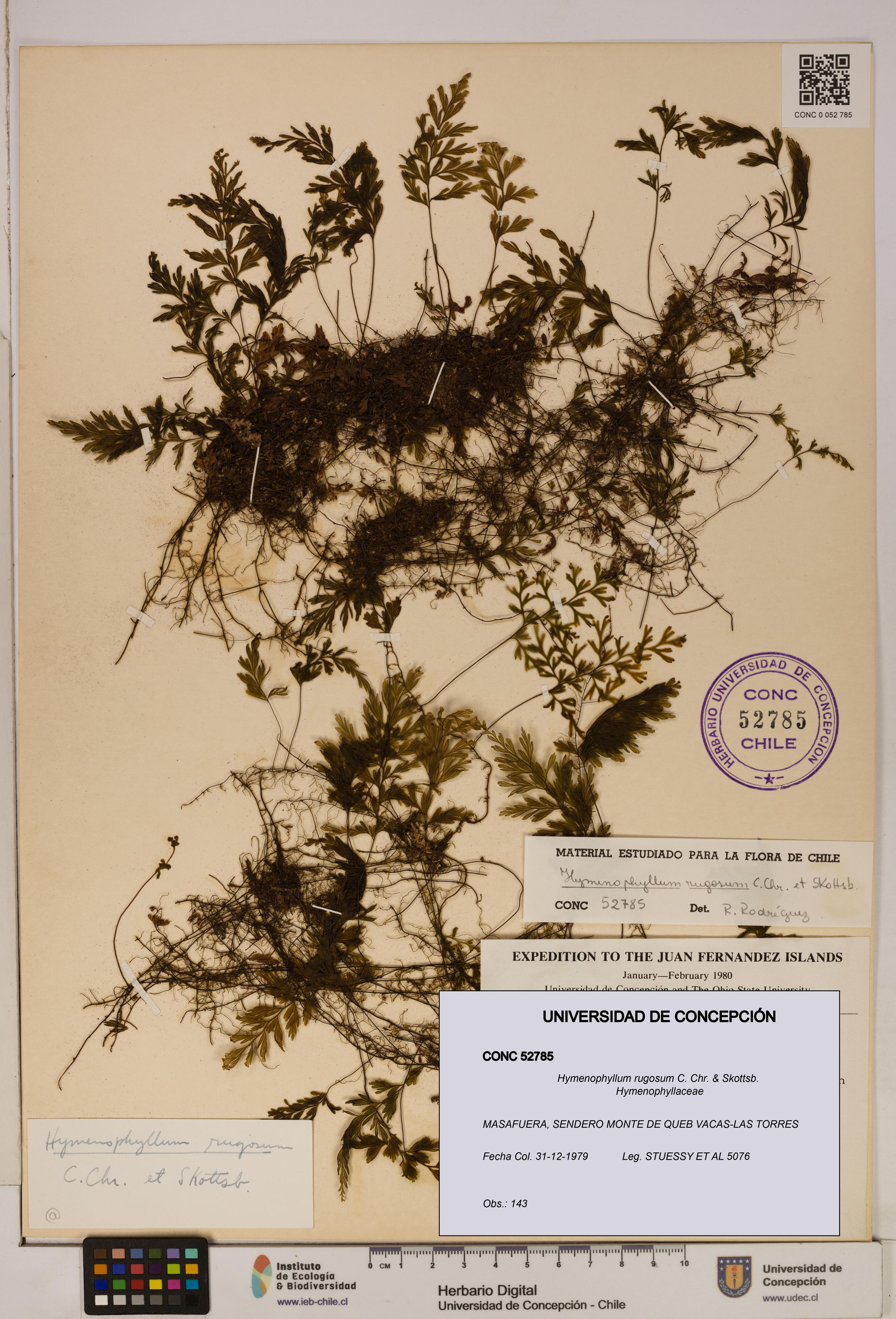 Hymenophyllum rugosum [Espécimen: ]
