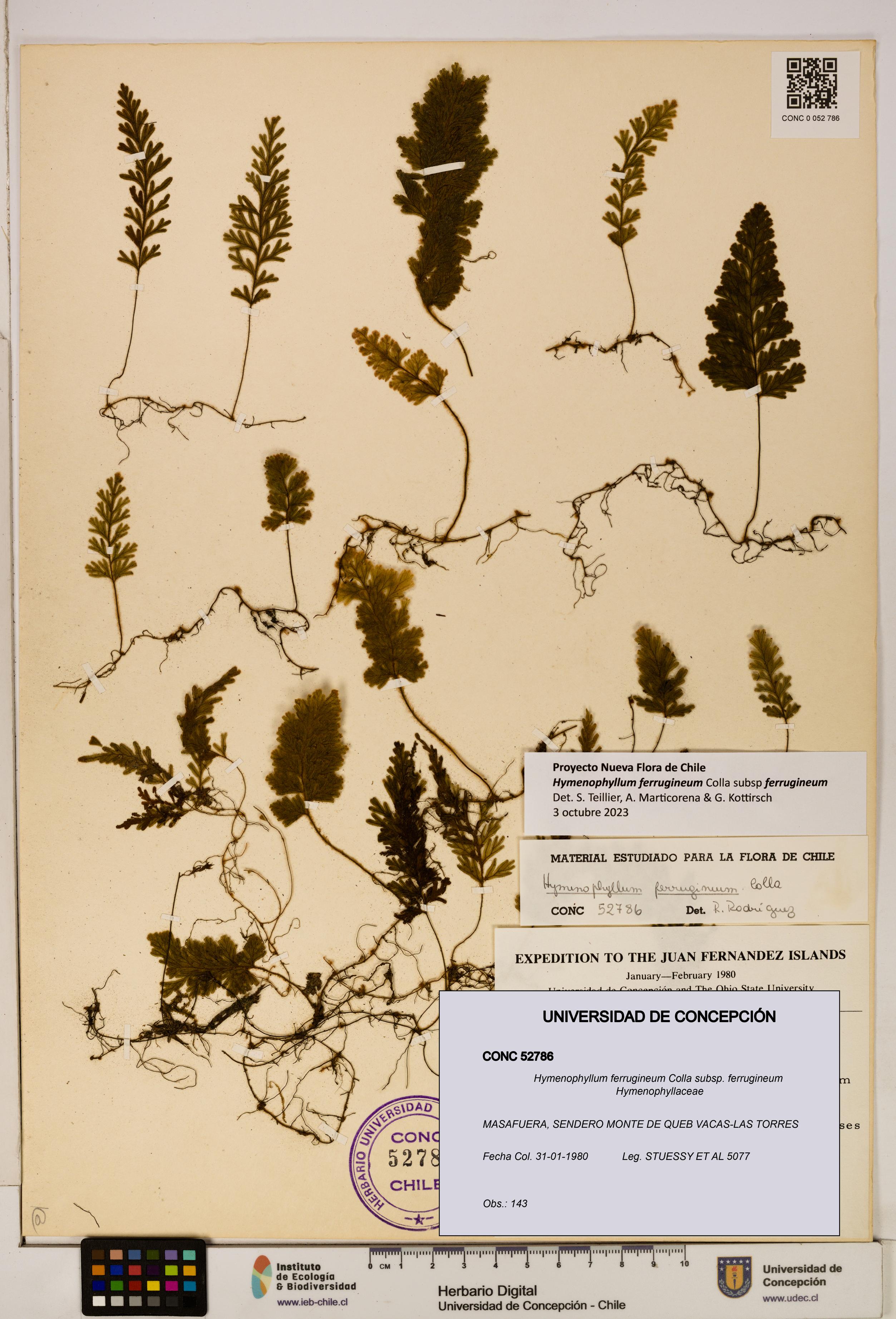 Hymenophyllum ferrugineum [Espécimen: UDEC:CONC:0052786]