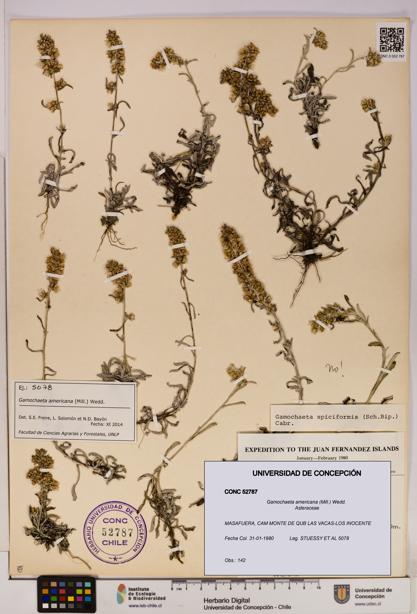 Gamochaeta americana [Espécimen: UDEC:CONC:0052787]