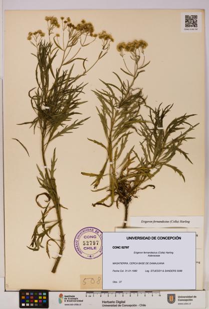 Erigeron fernandezius [Espécimen: UDEC:CONC:0052797]