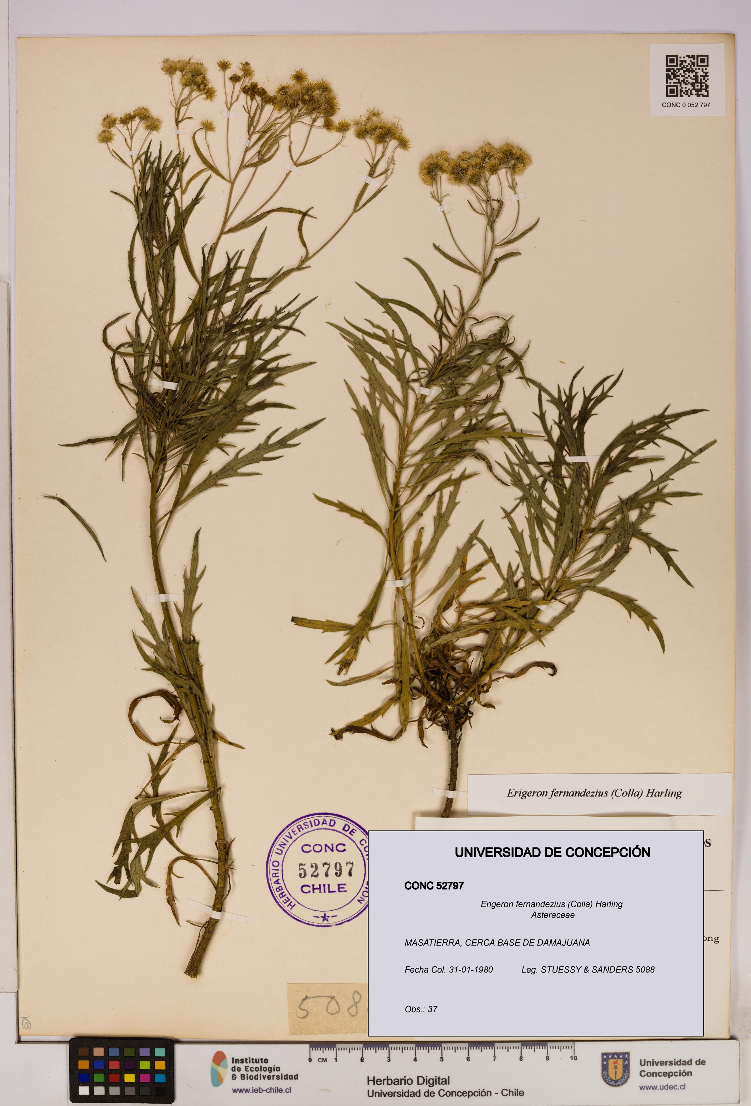Erigeron fernandezius [Espécimen: UDEC:CONC:0052797]