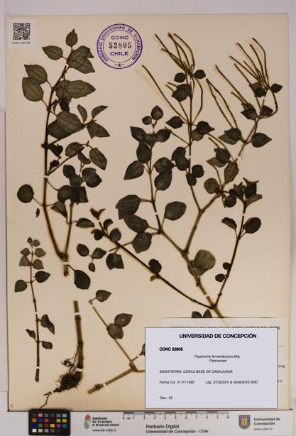 Peperomia fernandeziana [Espécimen: UDEC:CONC:0052805]