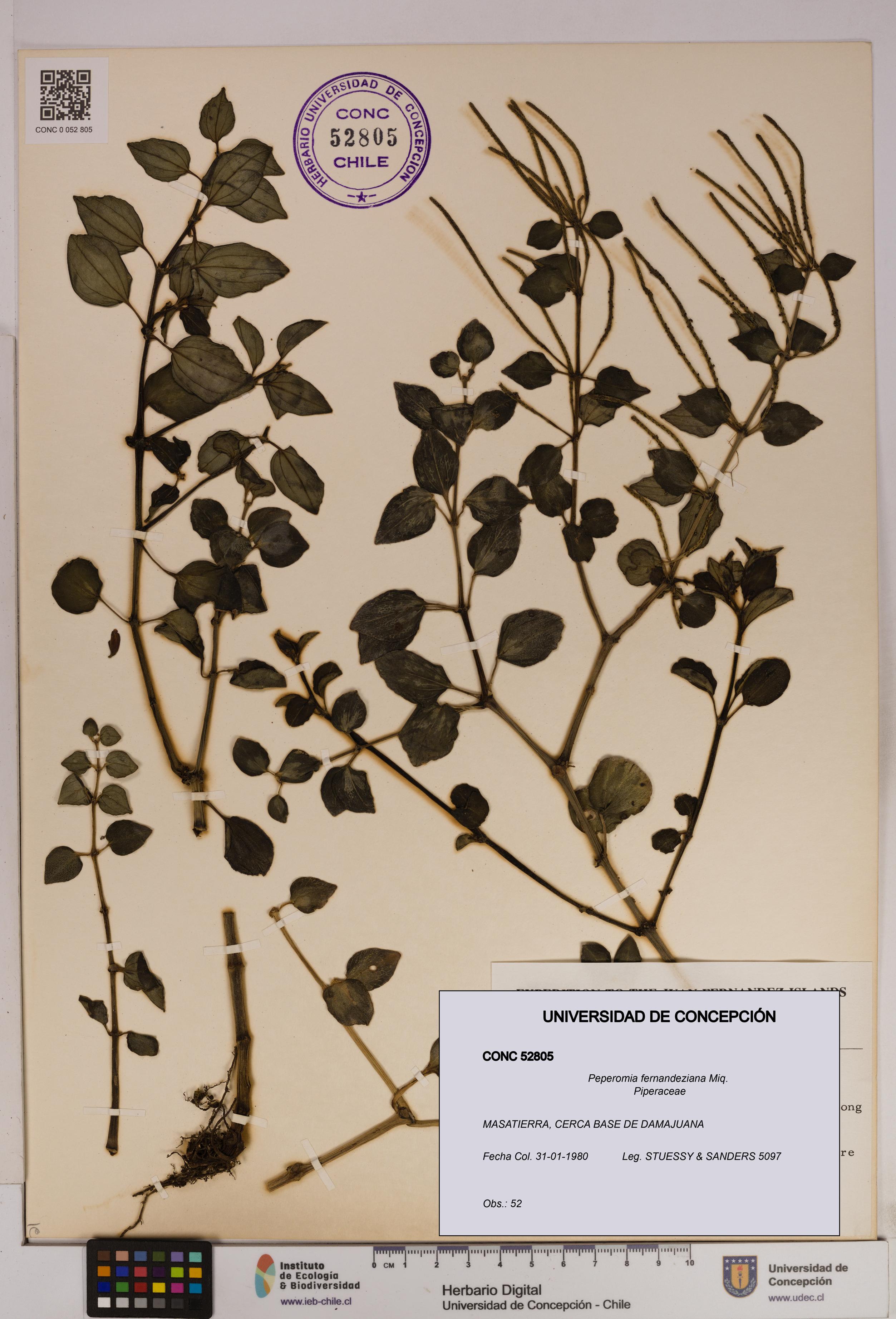 Peperomia fernandeziana [Espécimen: UDEC:CONC:0052805]