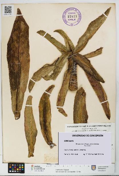 Dendroseris pruinata [Espécimen: UDEC:CONC:0052815]